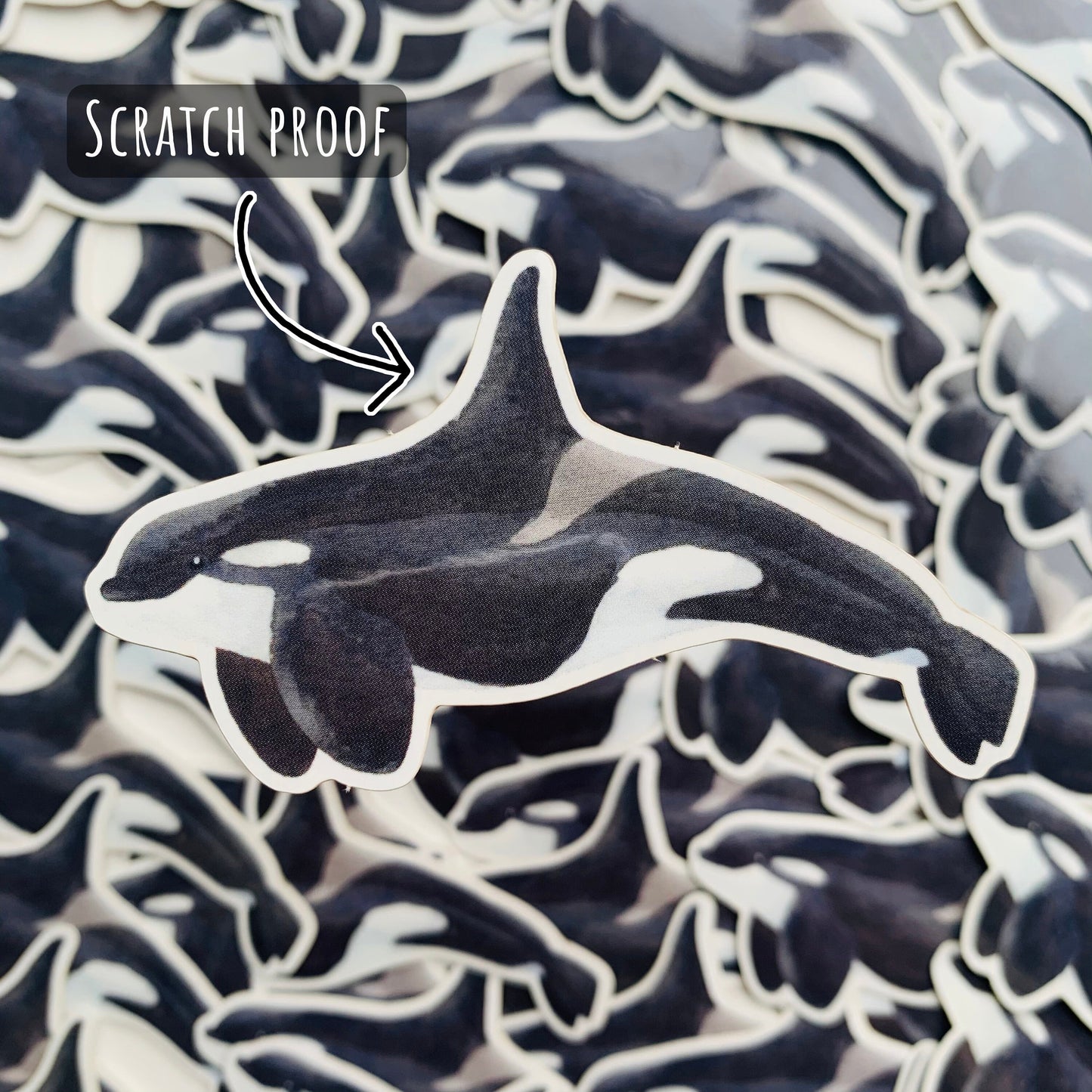 Orca Whale Sticker with. background of out of focus Orca Whale Stickers with the text scratch proof.