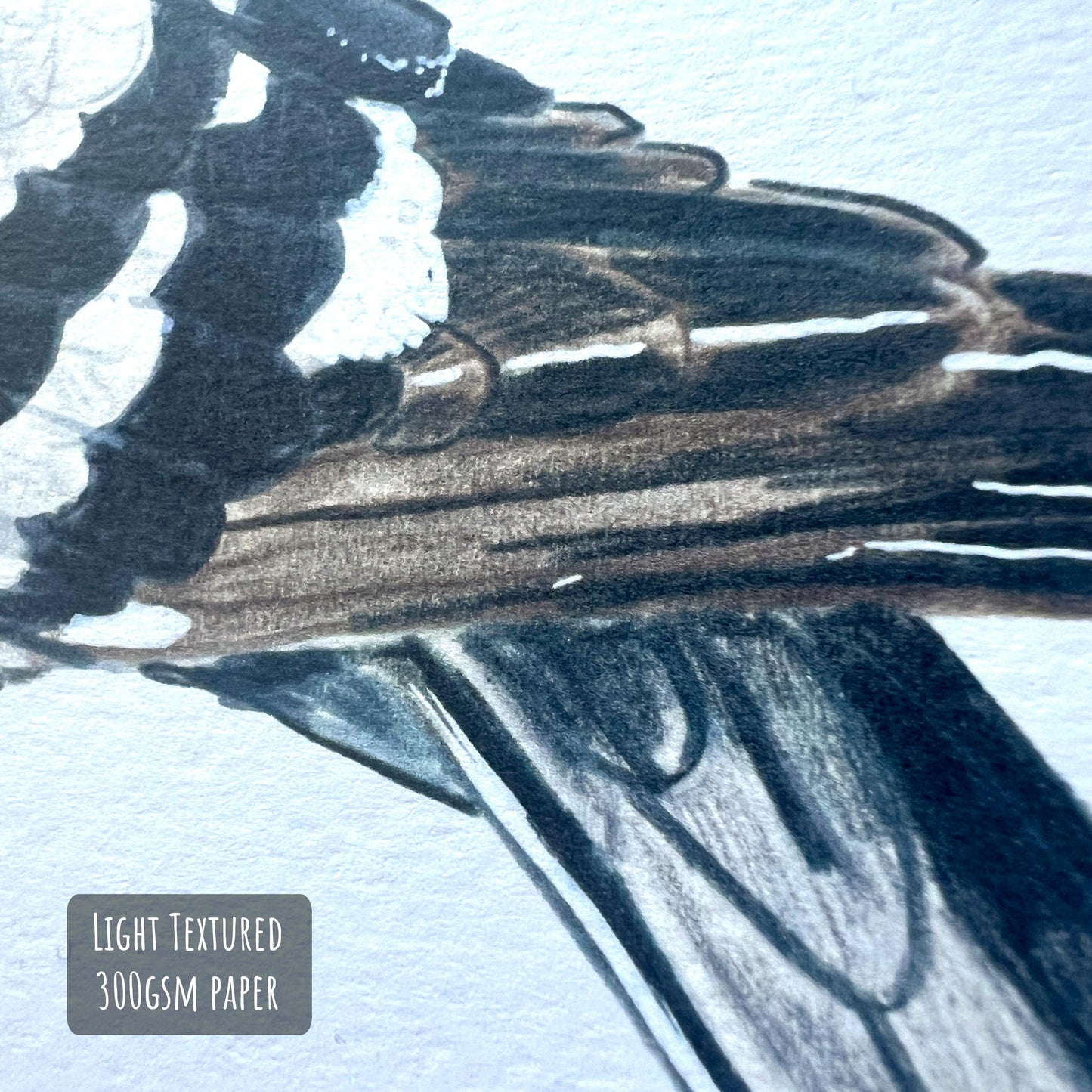 Pigeon Art Print close up showing the details and textures of the illustration and paper stock.