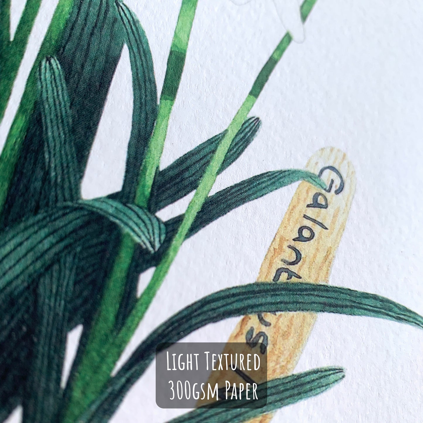 Potted Snowdrop Art Print close up. Showing the details and textures of the illustration and paper stock.