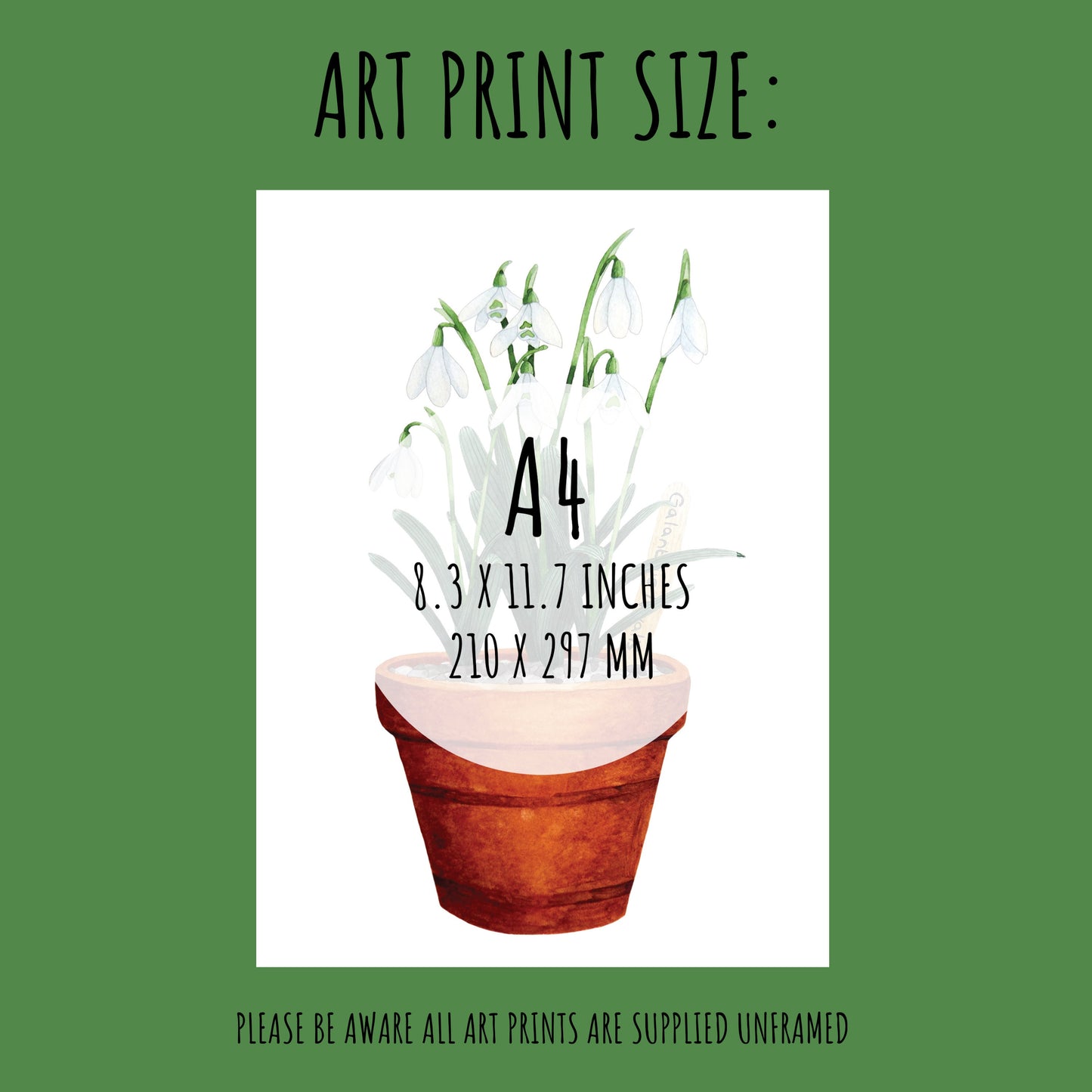 The the size of the Potted Snowdrop Art Print. A4 (210 x 297mm)