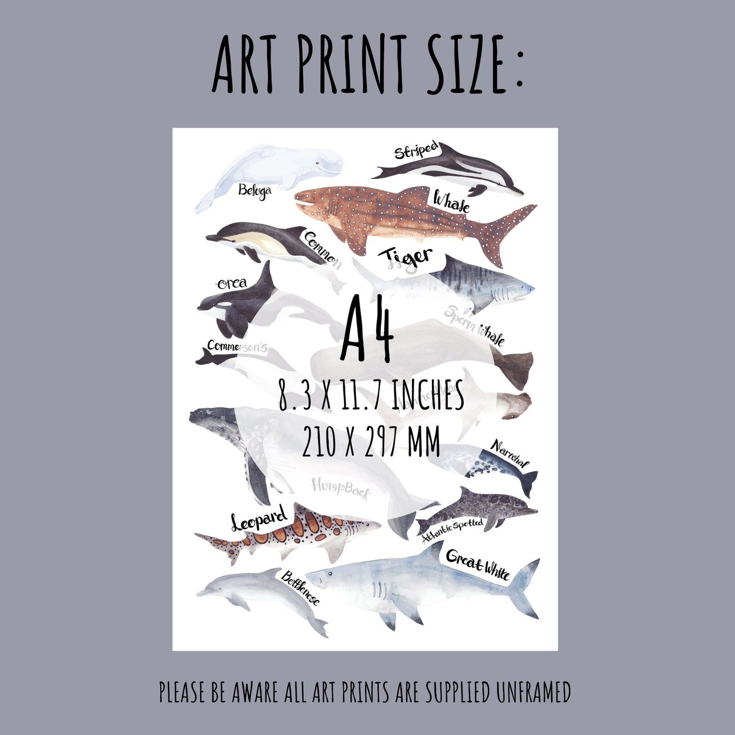 Sharks, Dolphins & Whales Art Print available is sizes A4 & A3.
