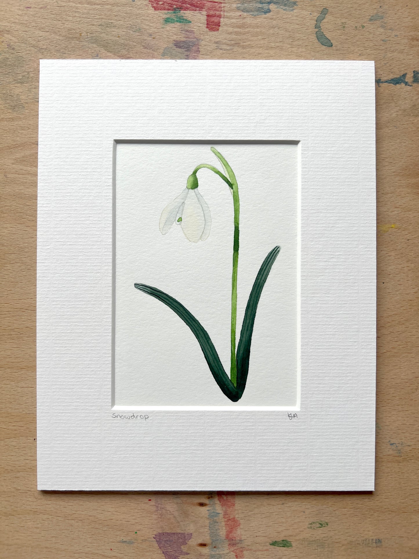A hand-painted watercolor painting of a snowdrop flower with a white petal, green stem, and leaves on a white background, with a picture mount surround