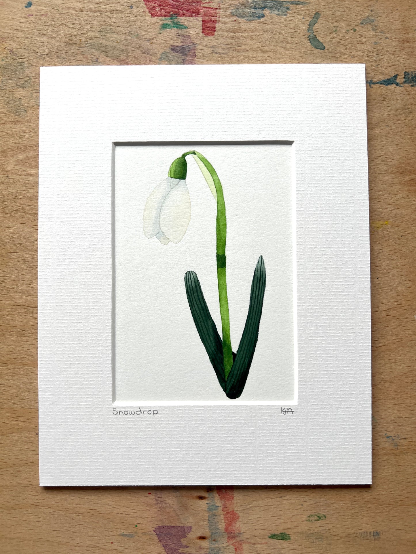 A hand-painted watercolor painting of a snowdrop flower with a white petal, green stem, and leaves on a white background, framed in a picture mount.