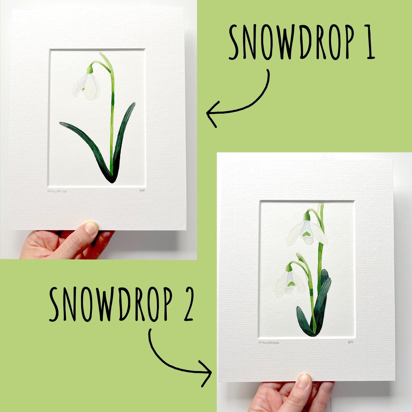 Snowdrop flower watercolour illustration – one of six variations. These are option 1 & 2. each painting the flowers, stem and leaves are in different positions.