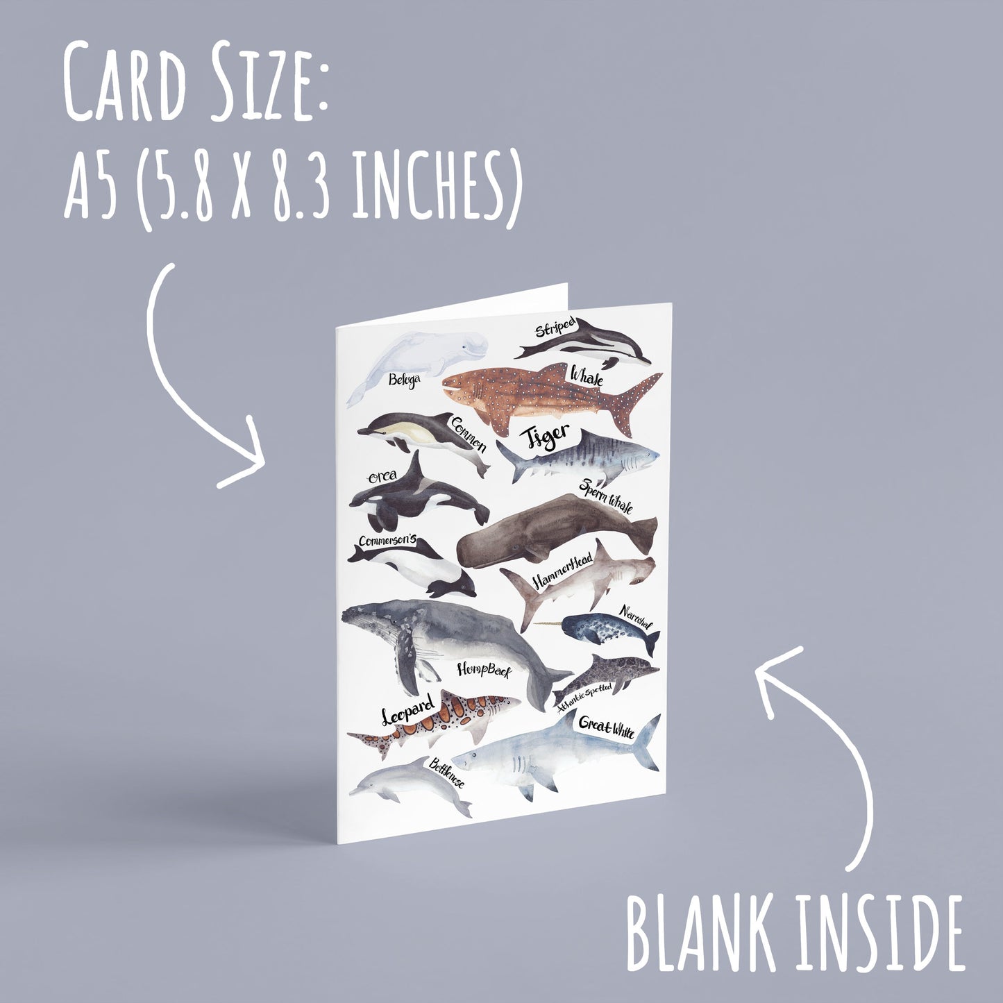 Sea-life Birthday Card
