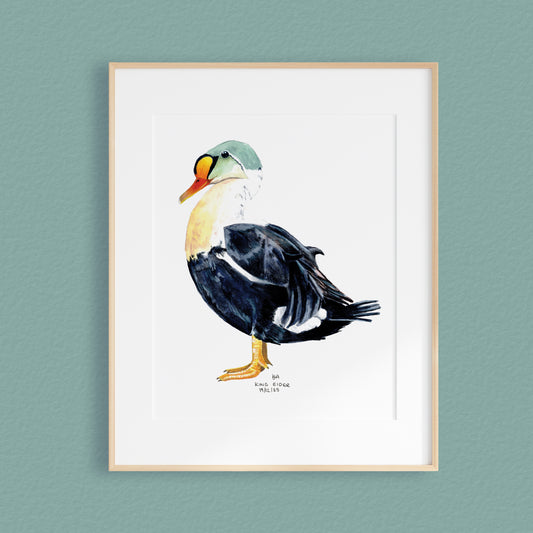 A framed mixed media original painting of a King eider duck featuring a light wood frame on white, displayed against a textured teal wall.