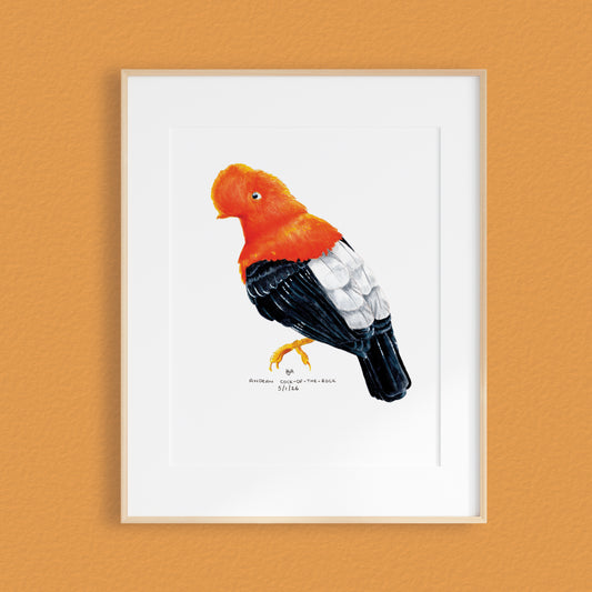 A framed mixed media original painting of an andean cock-of-the-rock bird featuring a light wood frame on white, displayed against a textured orange wall.
