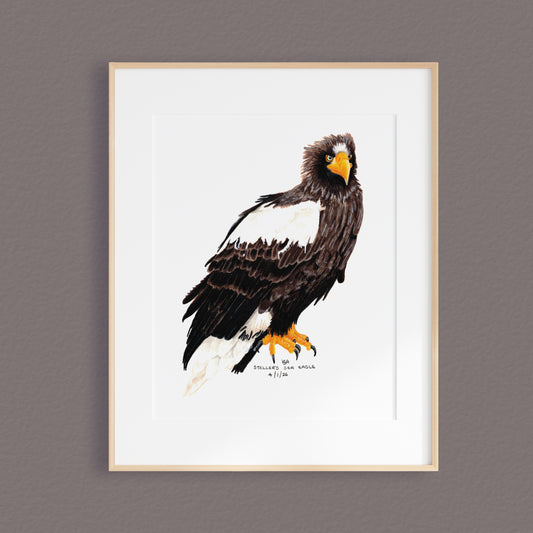 A framed mixed media original painting of a Steller's Sea Eagle bird featuring a light wood frame on white, displayed against a textured pale dark brown wall.