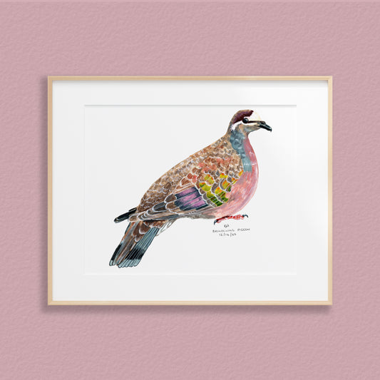 A framed mixed media original painting of a Bronzewing Dove featuring a light wood frame on white, displayed against a textured pink-grey wall.