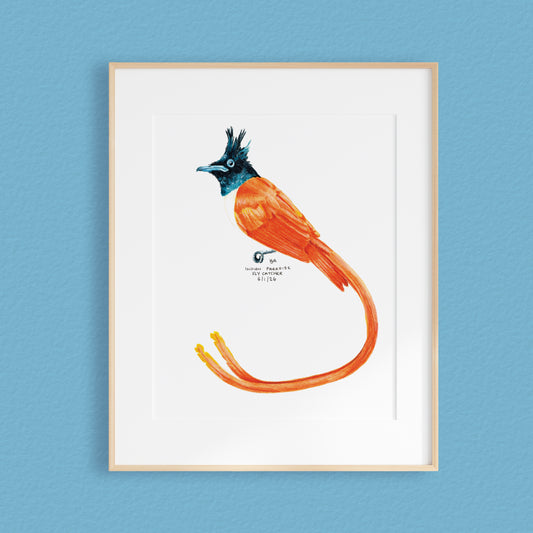 A framed mixed media original painting of a Indian Paradise Flycatcher bird featuring a light wood frame on white, displayed against a textured blue wall.