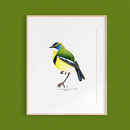 A framed mixed media original painting of a many-coloured rush tyrant bird featuring a light wood frame on white, displayed against a textured green wall.