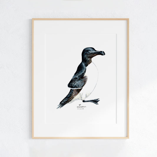 Framed artwork of a Razorbill bird on a white wall