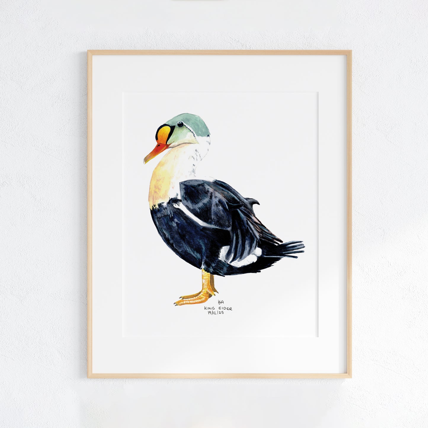 Framed artwork of a King Eider Duck on a white background