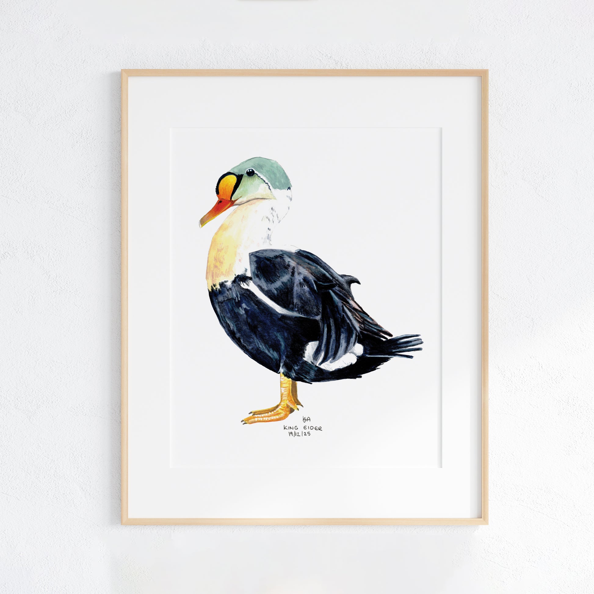 Framed artwork of a King Eider Duck on a white background