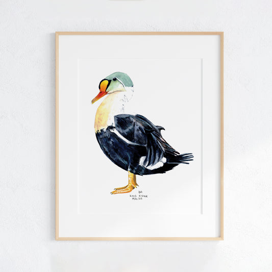 Framed artwork of a King Eider Duck on a white background