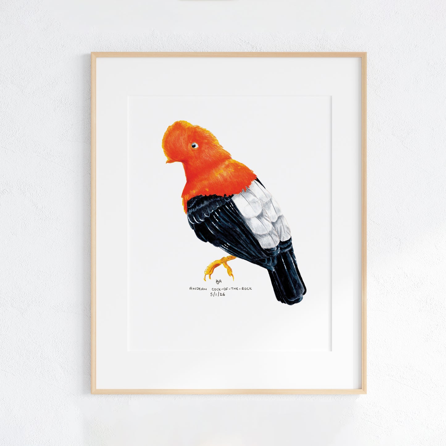 Framed artwork of a colourful red scarlet and black andean cock of the rock bird on a white wall