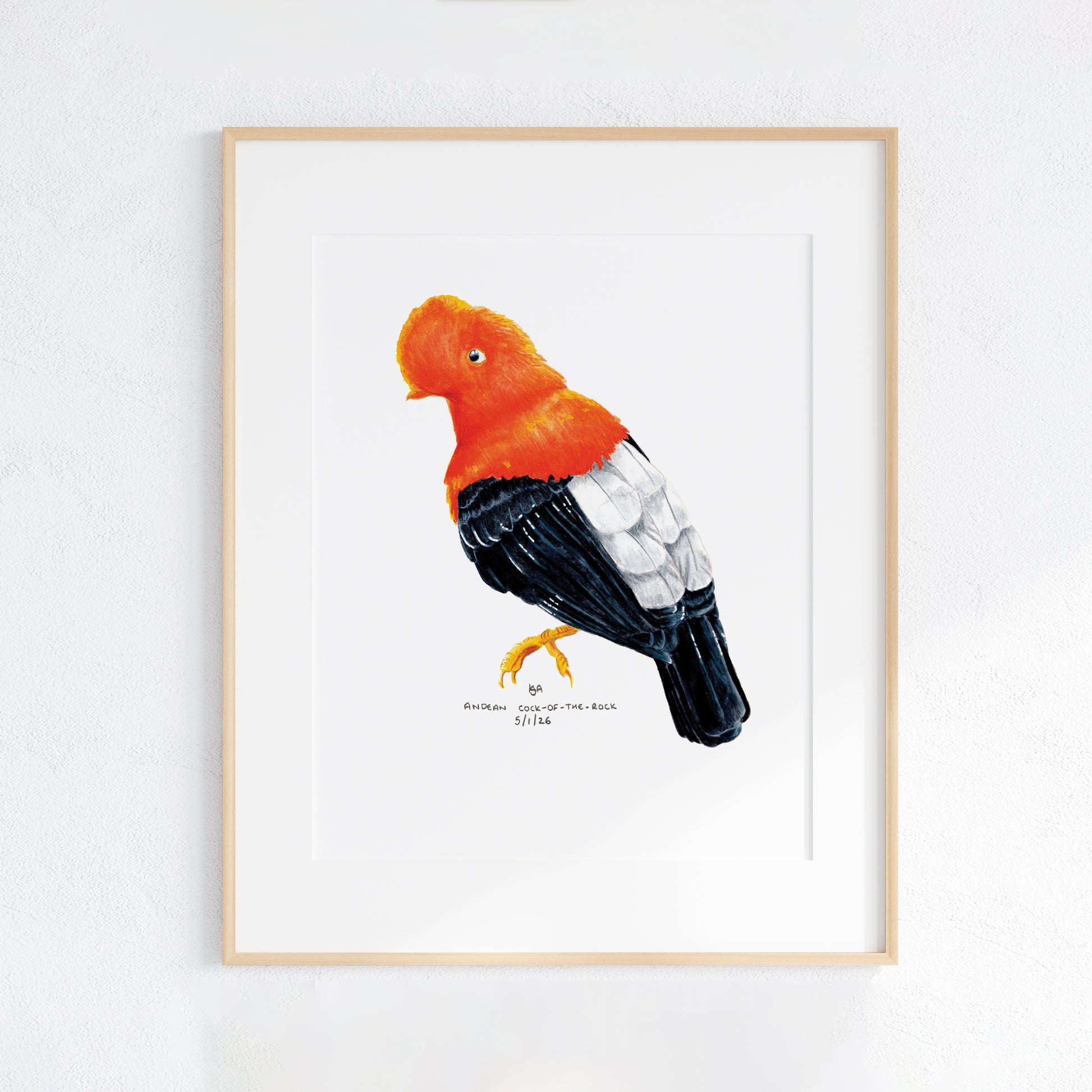 Framed artwork of a colourful red scarlet and black andean cock of the rock bird on a white wall