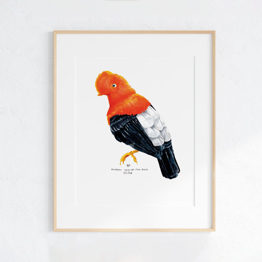 Framed artwork of a colourful red scarlet and black andean cock of the rock bird on a white wall