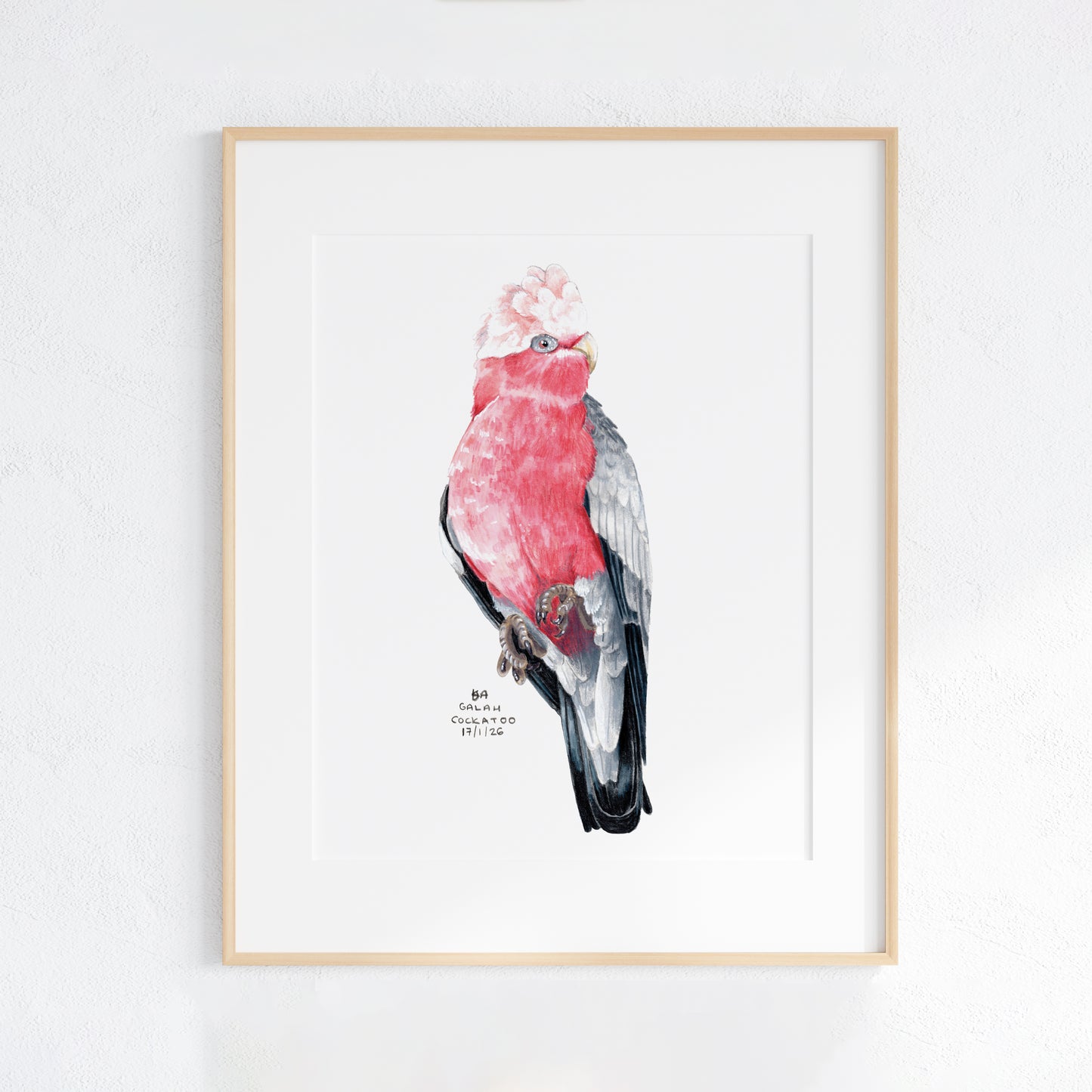 Framed artwork of a pink and grey galah cockatoo on a white background