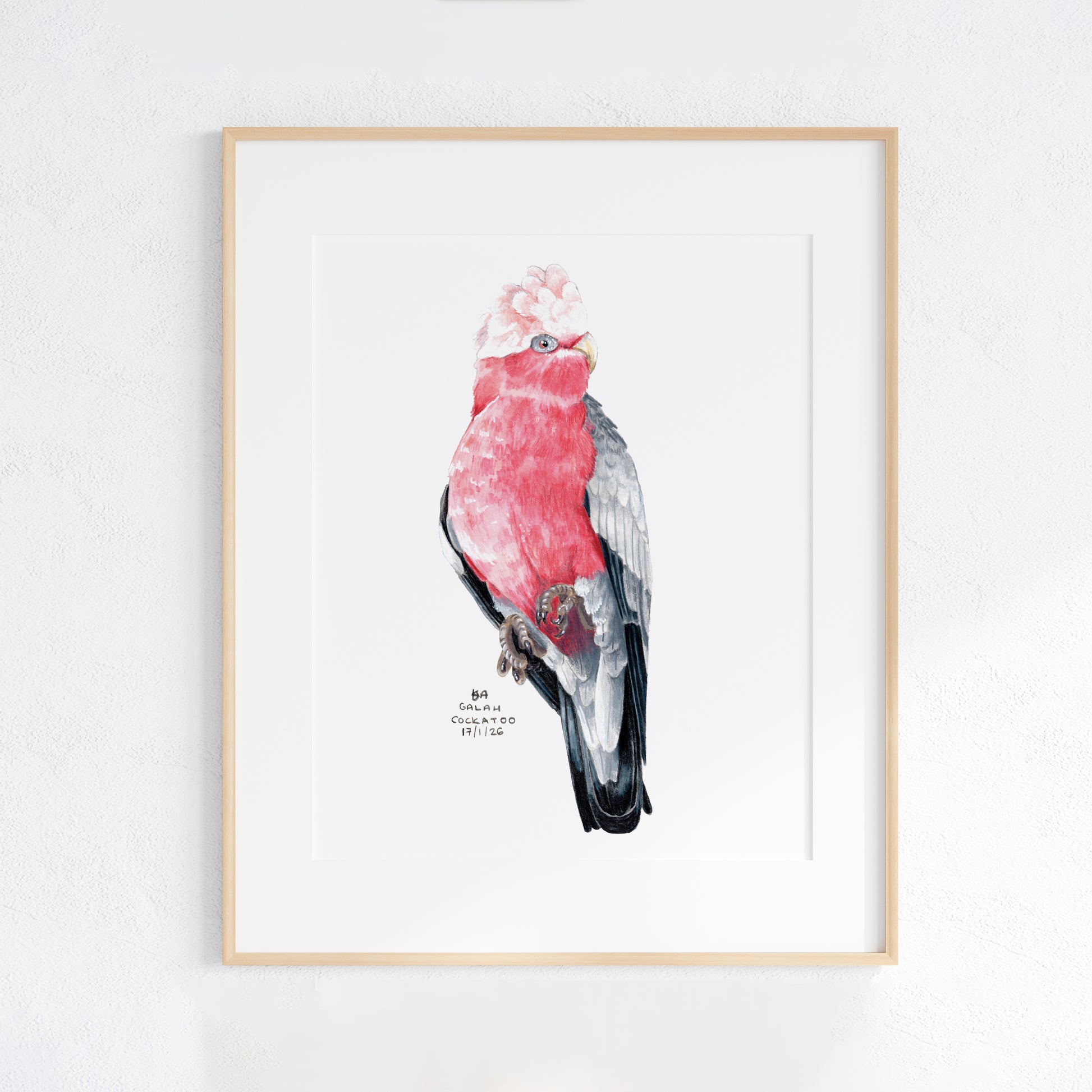 Framed artwork of a pink and grey galah cockatoo on a white background