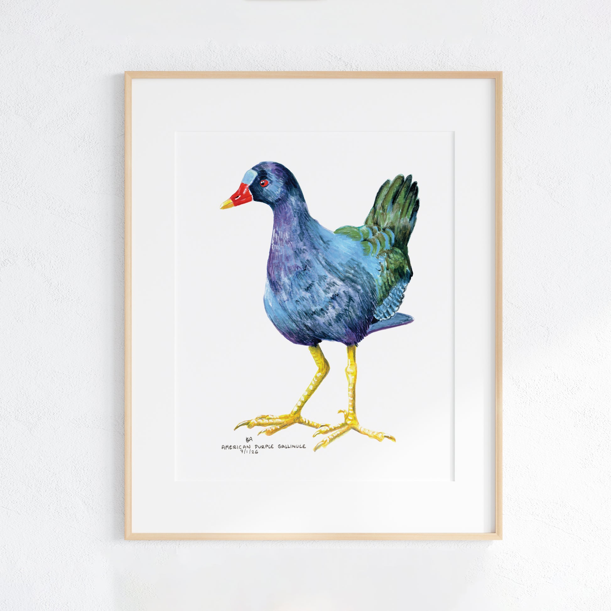 Framed artwork of a colourful American Purple Gallinule bird on a white background