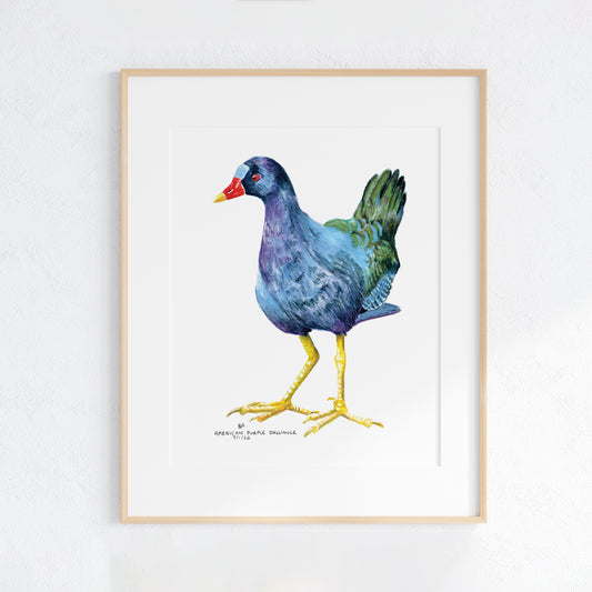 Framed artwork of a colourful American Purple Gallinule bird on a white background