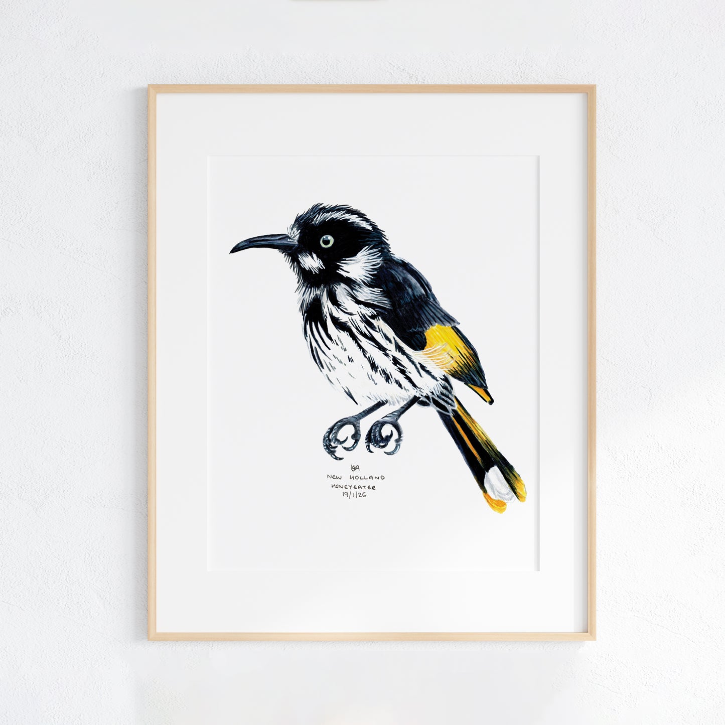 Framed artwork of a New Holland Honeyeater bird with a white background