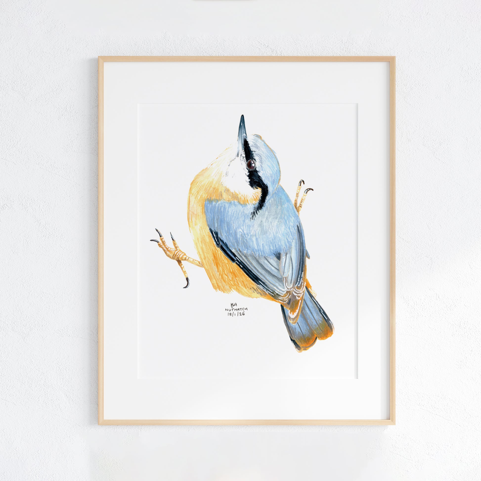 Framed artwork of a blue and yellow Nuthatch bird on a white background