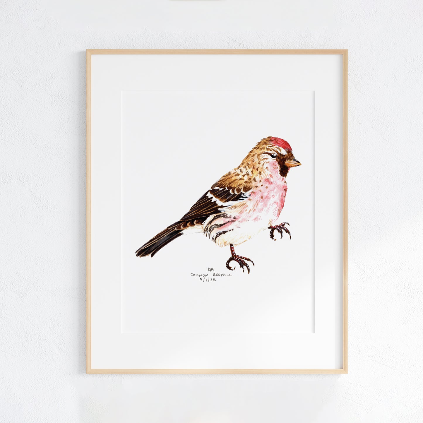 Framed artwork of a common redpoll bird on a white background