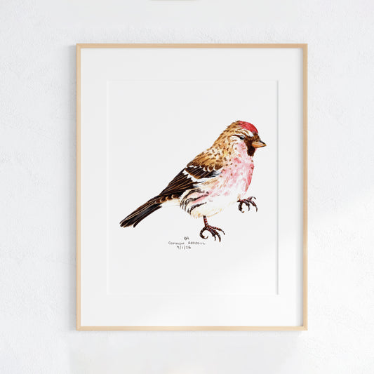 Framed artwork of a common redpoll bird on a white background