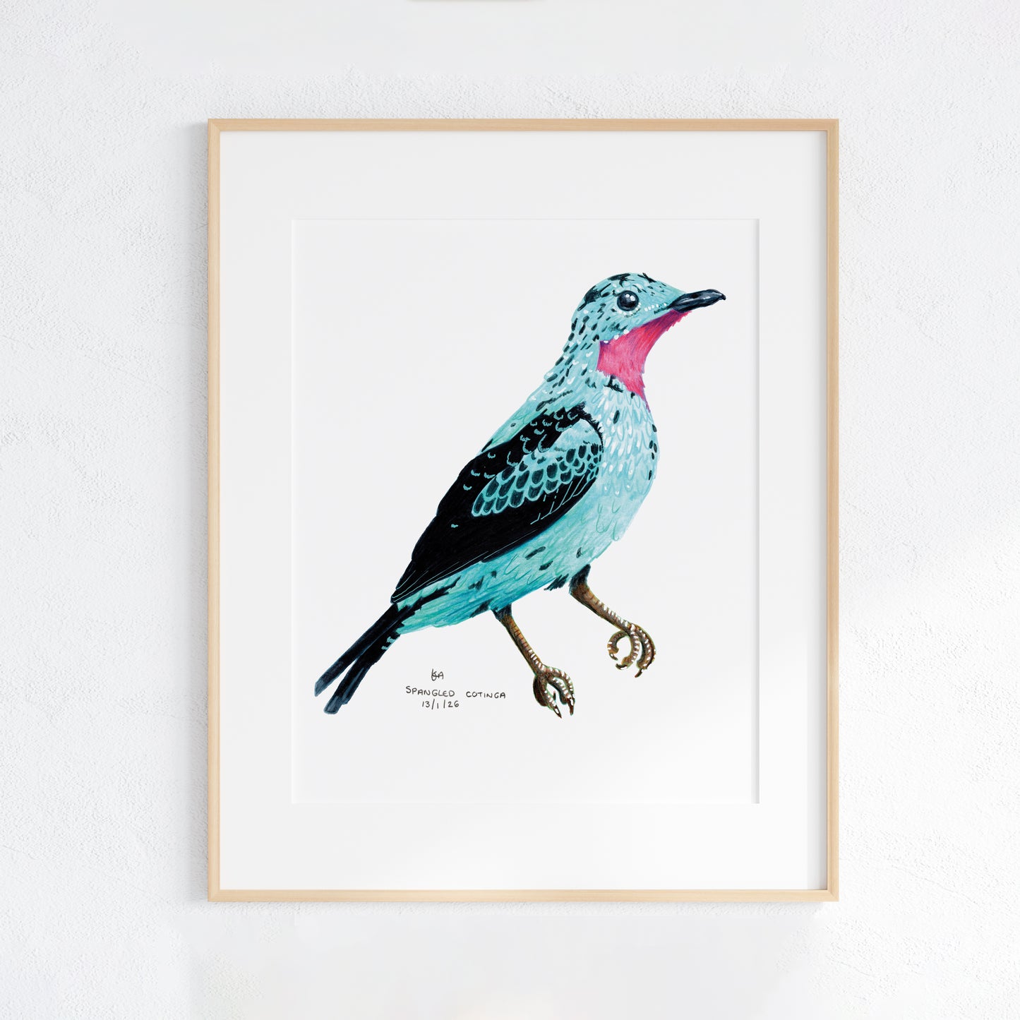 Framed artwork of a colourful Spangled Cotinga bird on a white background