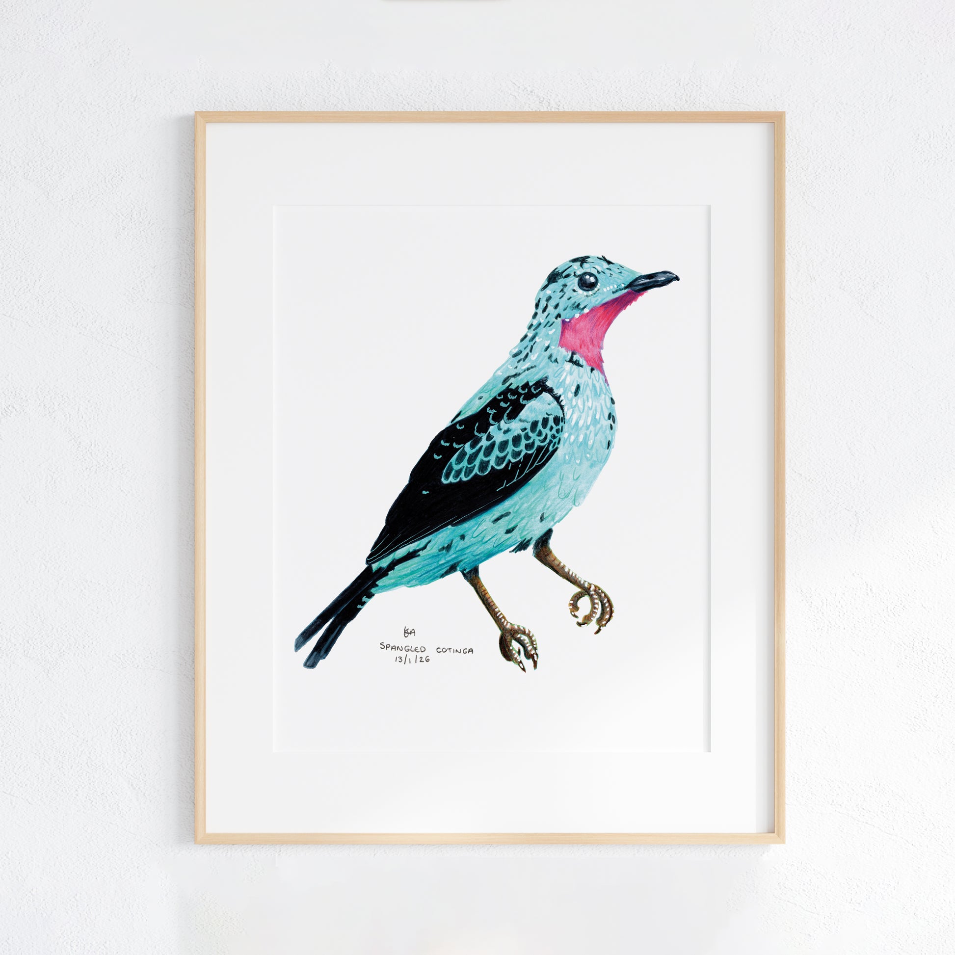 Framed artwork of a colourful Spangled Cotinga bird on a white background