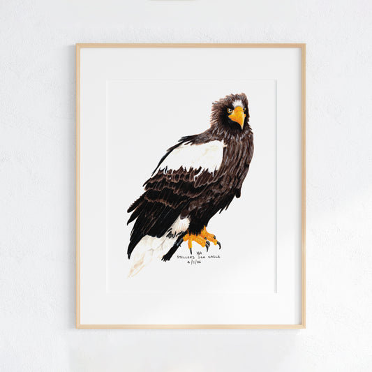 Framed artwork of an steller's sea eagle on a white wall