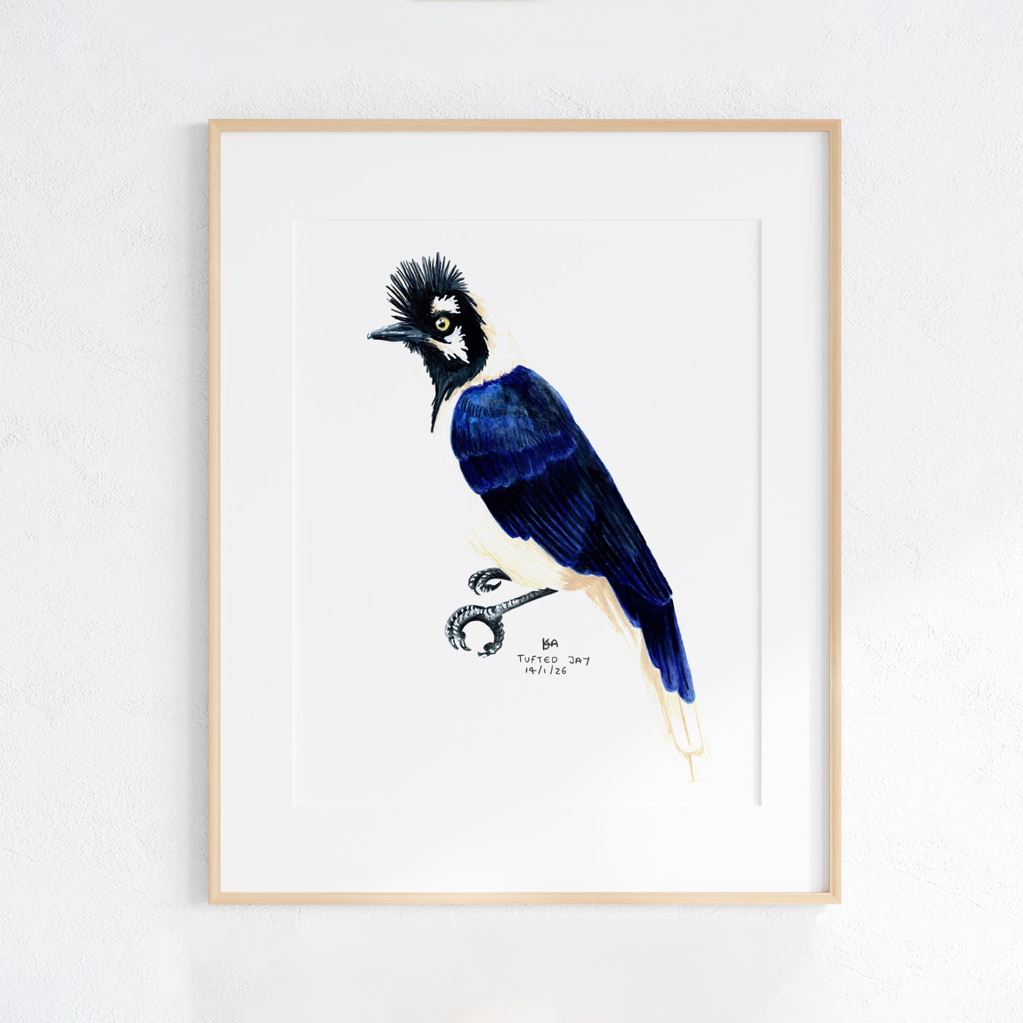 Framed artwork of a blue tufted jay bird with a white background