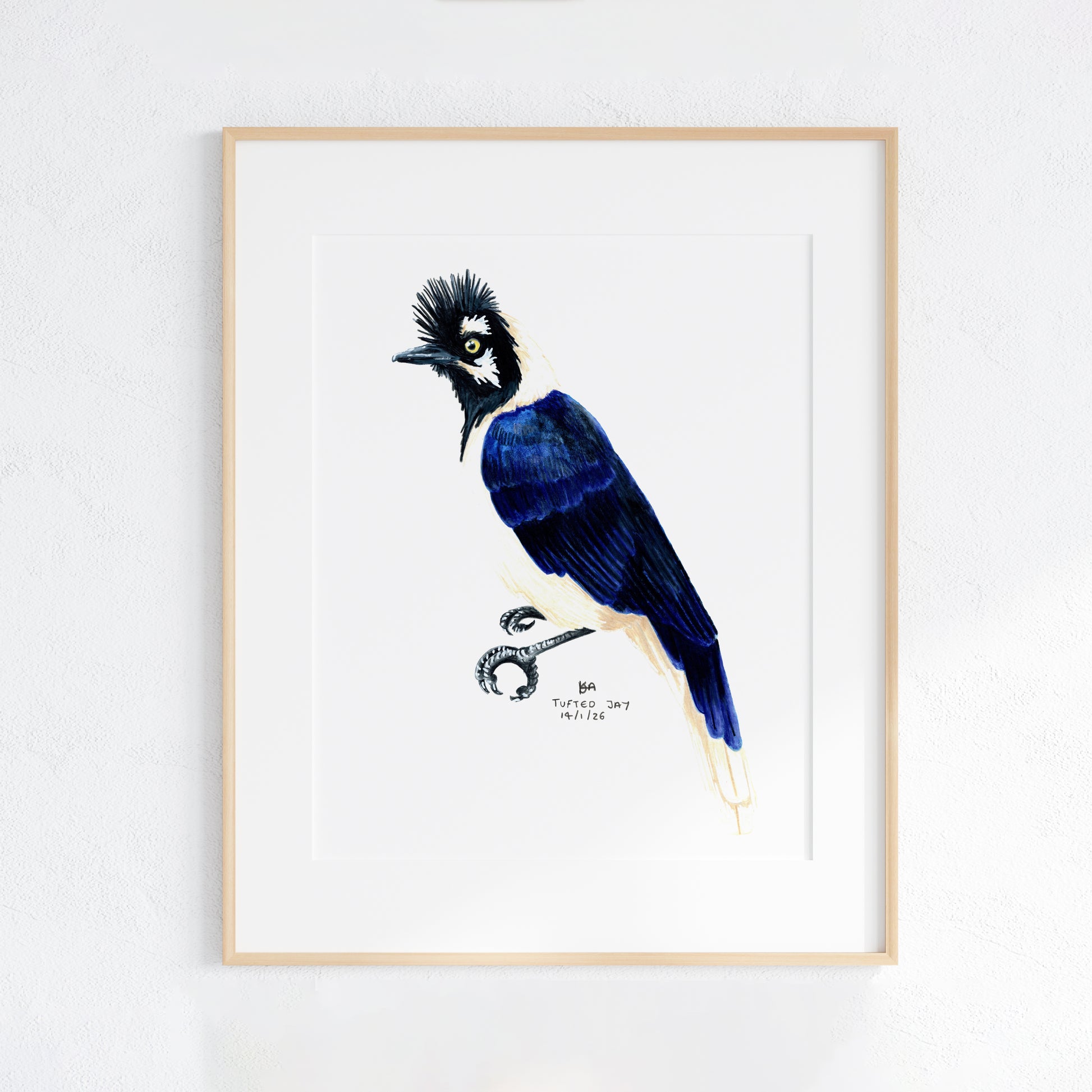 Framed artwork of a blue tufted jay bird with a white background