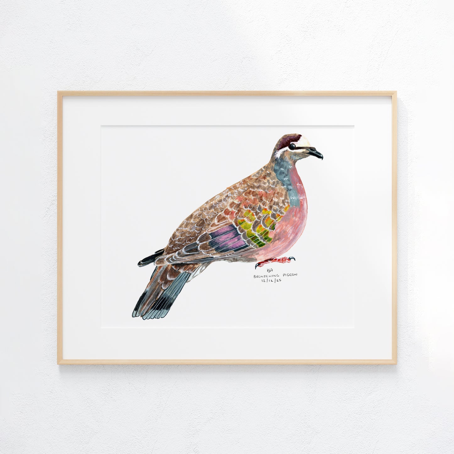 Framed artwork of a colorful bronzewing dove bird on a white background