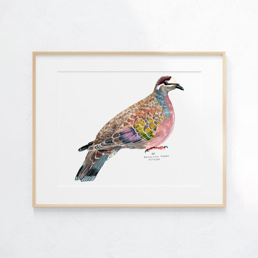 Framed artwork of a colorful bronzewing dove bird on a white background