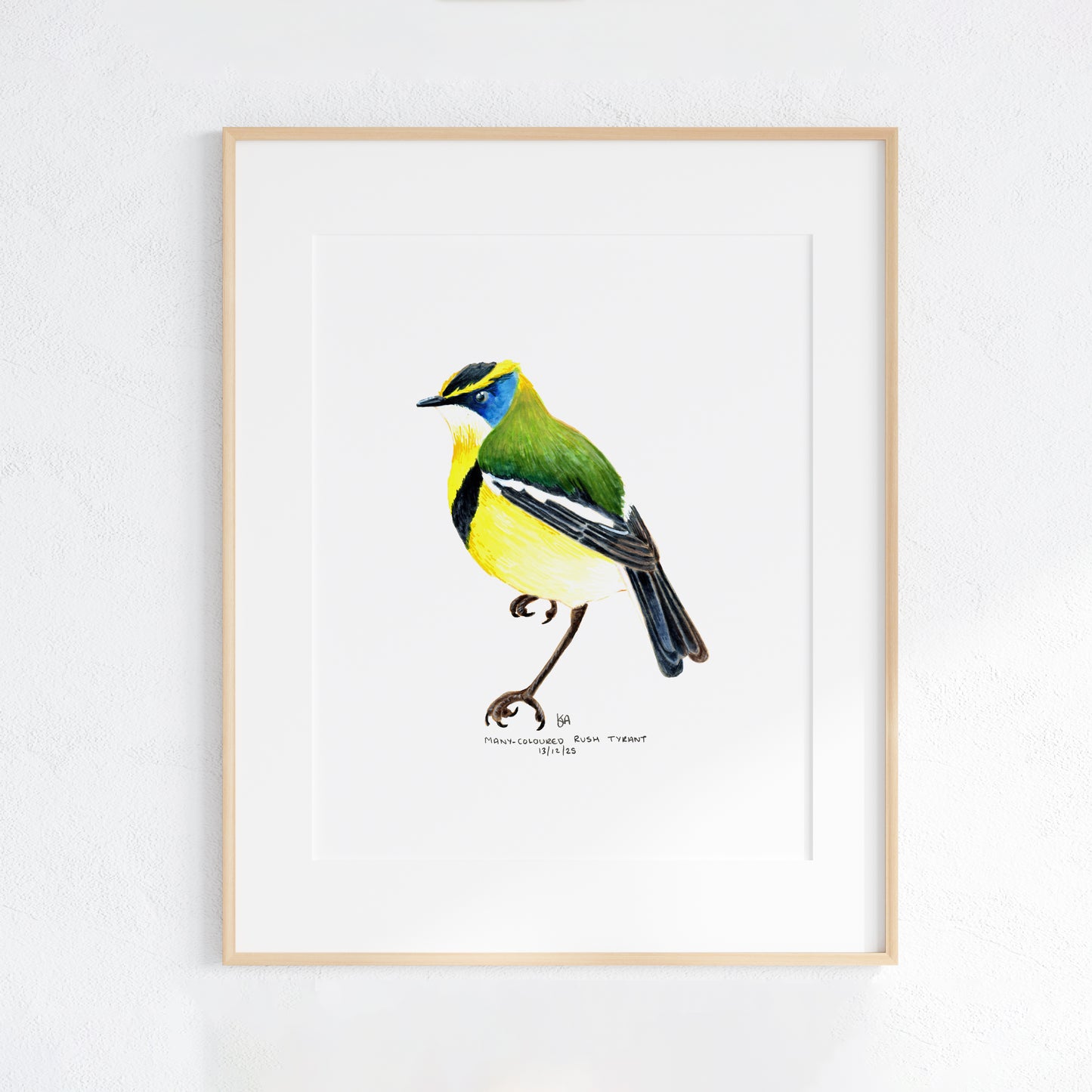 Framed artwork of a colourful Many-coloured Rush Tyrant bird on a white background