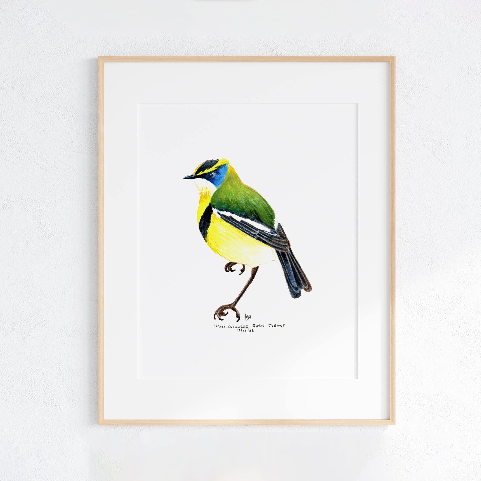 Framed artwork of a colourful Many-coloured Rush Tyrant bird on a white background