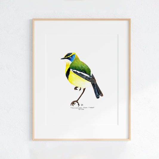 Framed artwork of a colourful Many-coloured Rush Tyrant bird on a white background