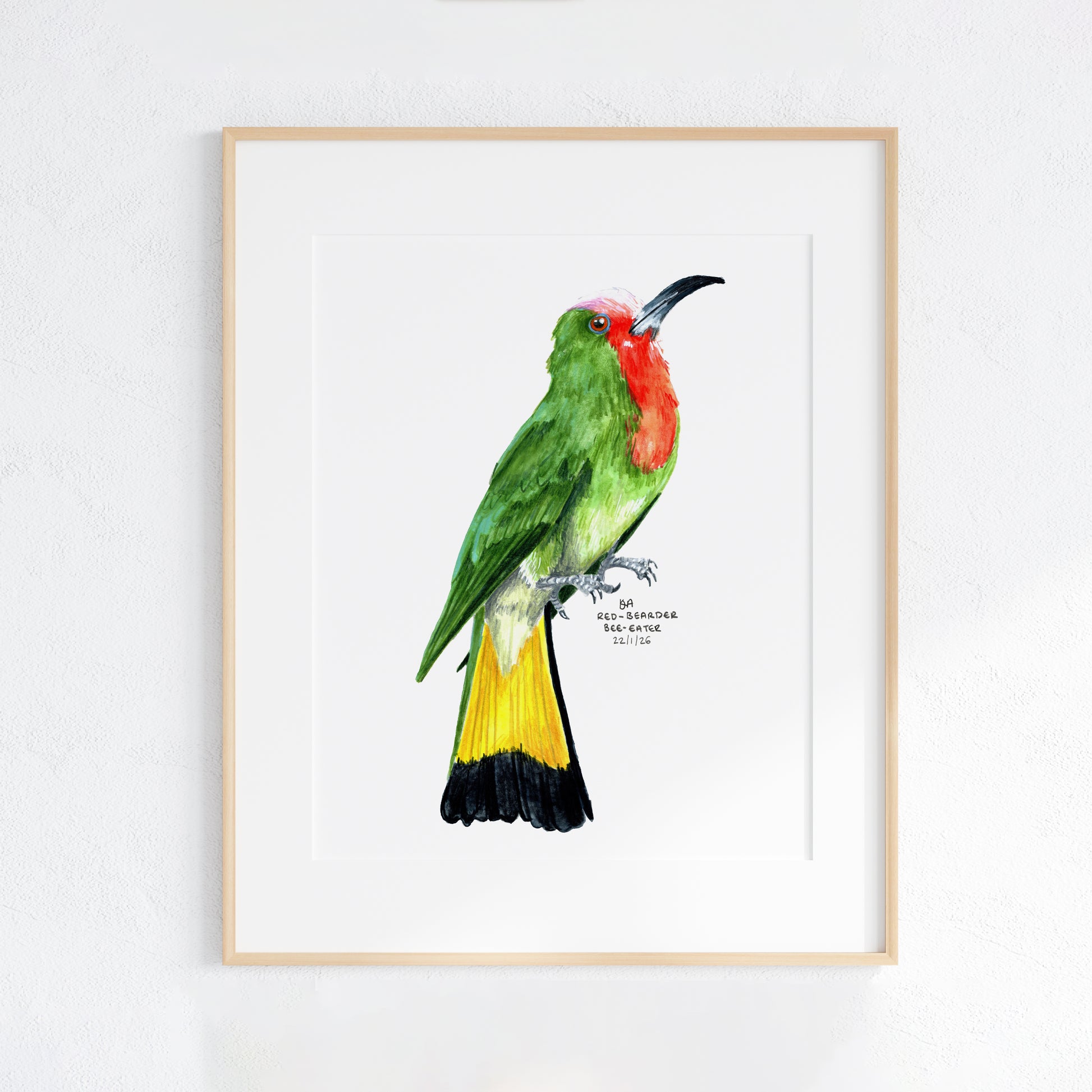 Framed artwork of a colourful Red-bearded Bee-eater bird on a white background
