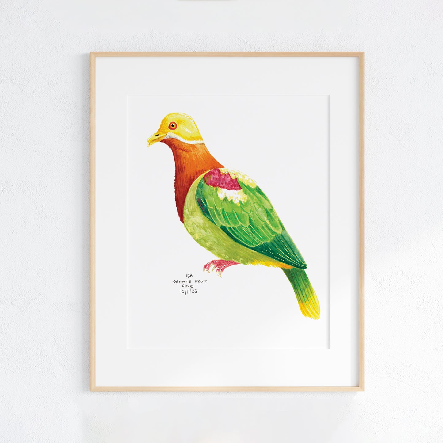 Framed illustration of a colourful Ornate Fruit Dove bird on a white background
