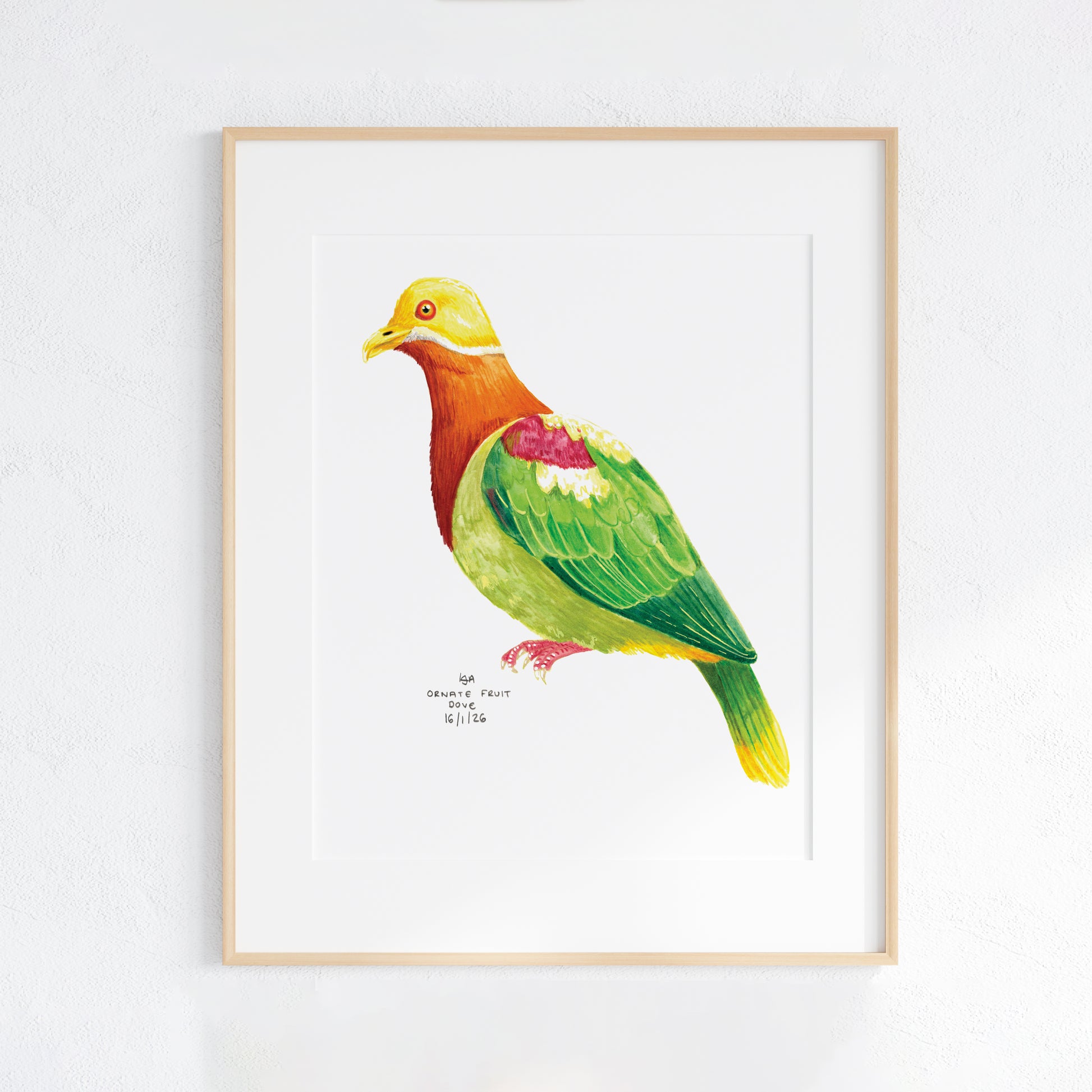 Framed illustration of a colourful Ornate Fruit Dove bird on a white background