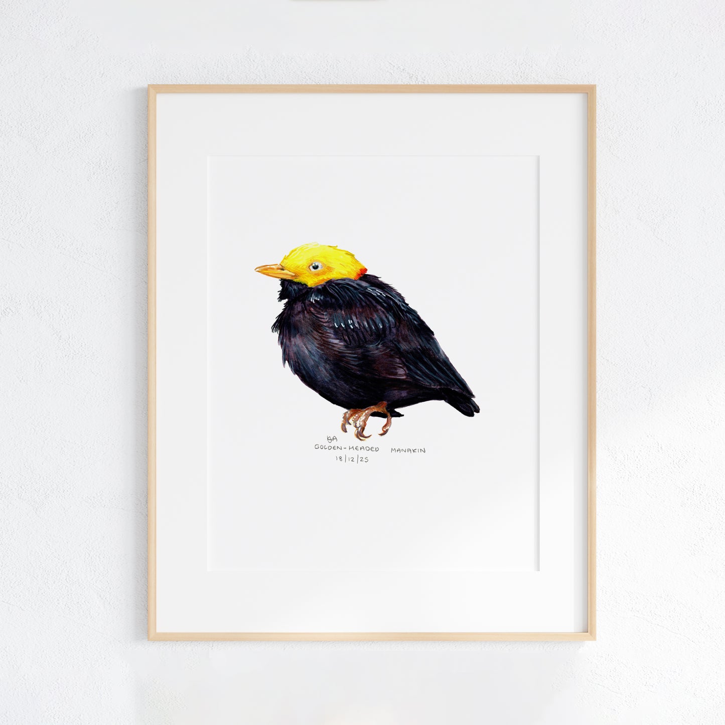 Framed artwork of a Golden-Headed Manakin bird with a yellow head and black body on a white wall