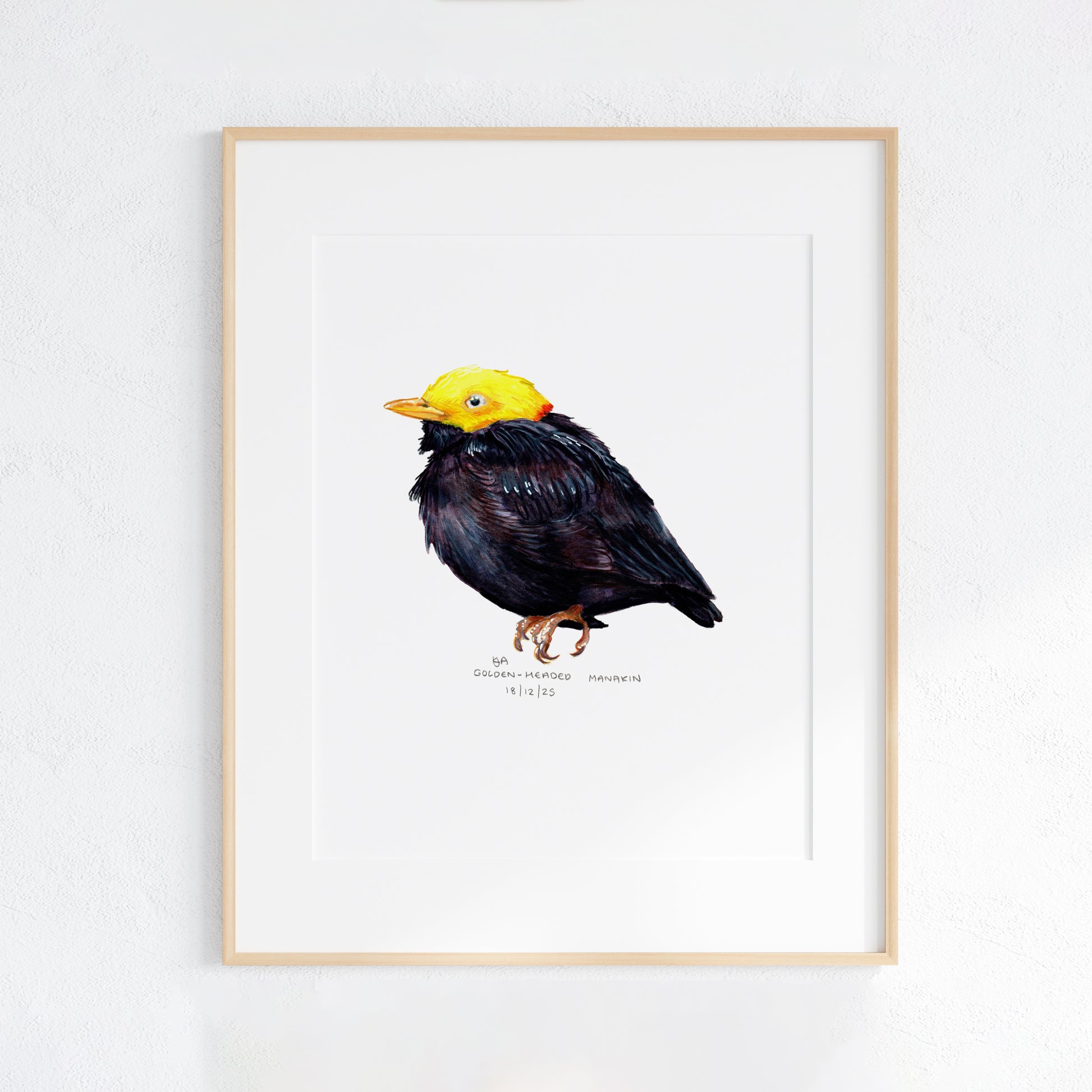Framed artwork of a Golden-Headed Manakin bird with a yellow head and black body on a white wall