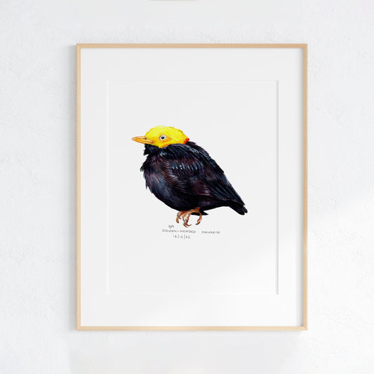 Framed artwork of a Golden-Headed Manakin bird with a yellow head and black body on a white wall