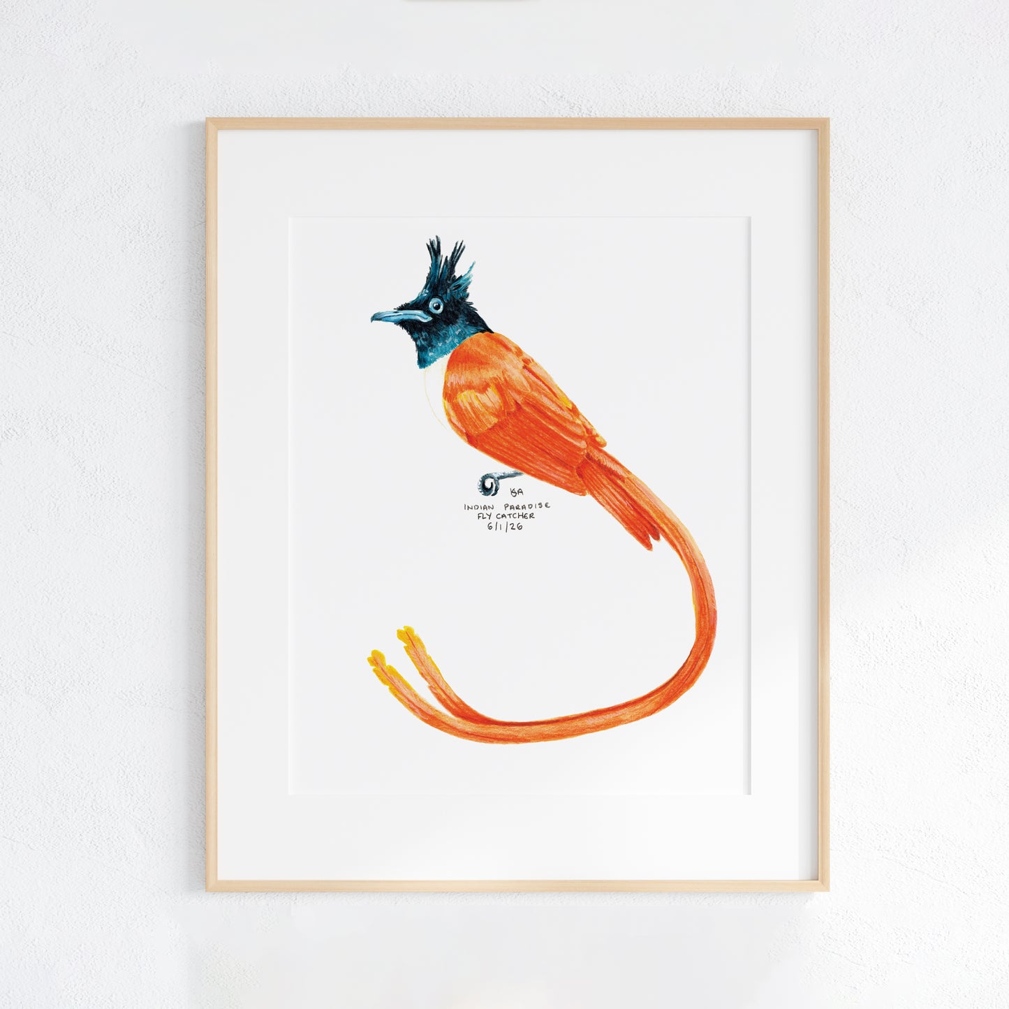 Framed artwork of a colourful orange and blue-black Indian paradise flycatcher bird bird on a white background