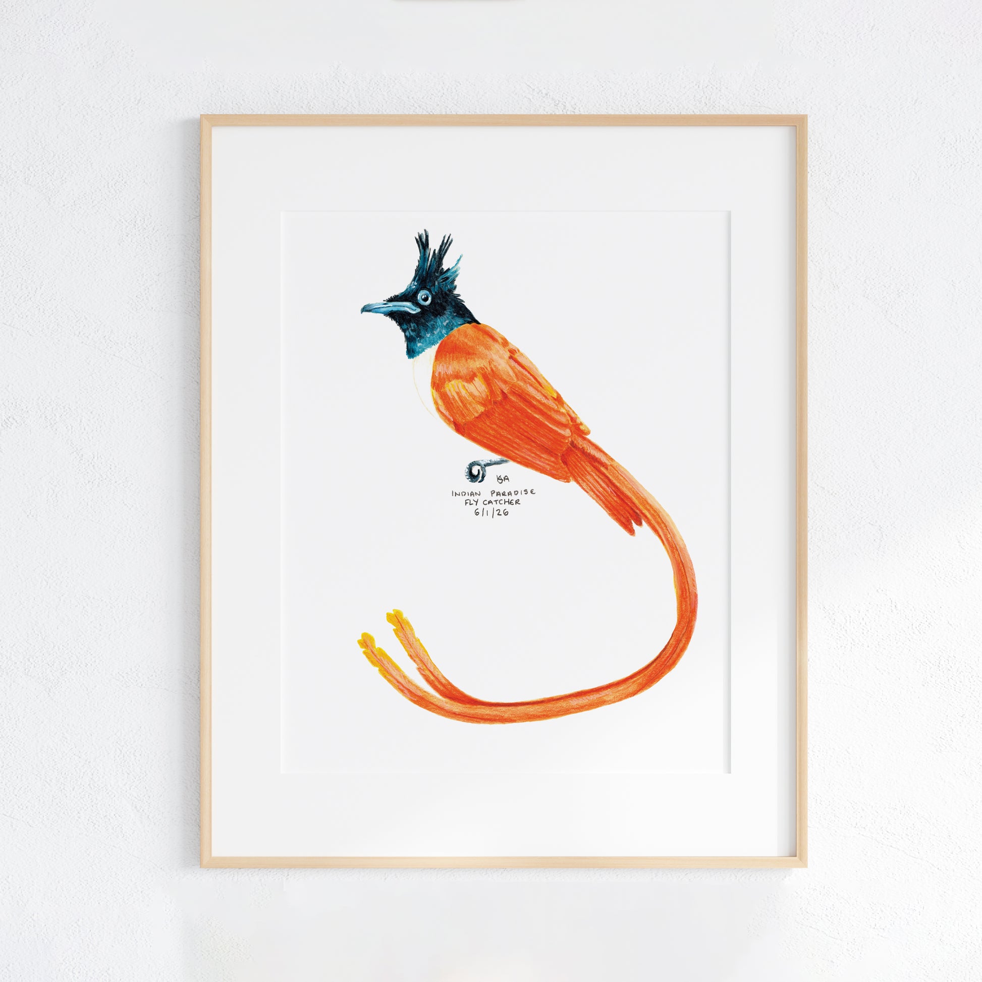 Framed artwork of a colourful orange and blue-black Indian paradise flycatcher bird bird on a white background