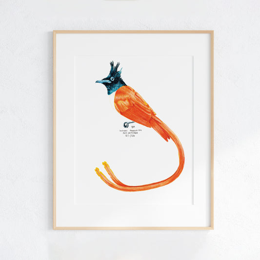 Framed artwork of a colourful orange and blue-black Indian paradise flycatcher bird bird on a white background