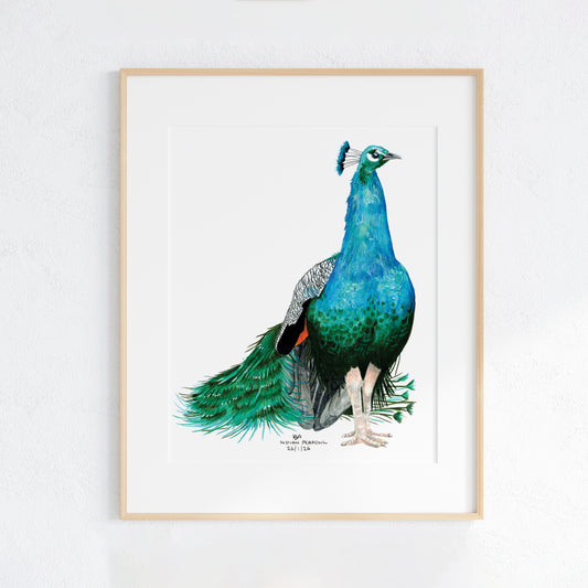 Framed artwork of a peacock on a white background